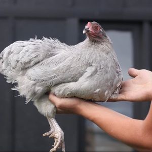 Meet your Posher, Starla